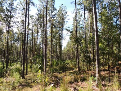 Tr 5 unit 19.018 ac Pike Roa, Franklin, GA 30217 - photo 2