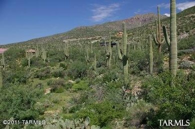 tons of saguaros view for miles