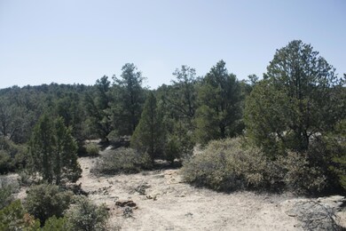 treed lot
