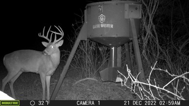 Jade ln-deer pic 3