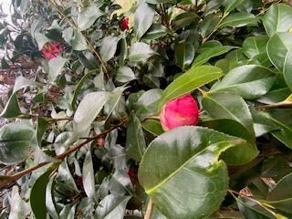 5 Division St, Onancock, VA 23417 - photo 5