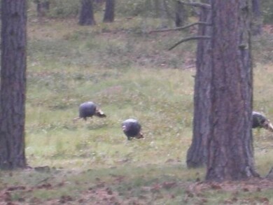 33141 Fishers Peak Pkwy unit F20-Unit 9, Trinidad, CO 81082 - photo 4