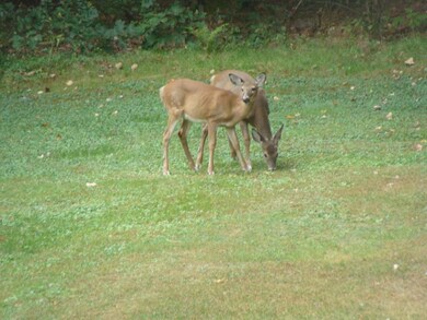 Deer in back yard