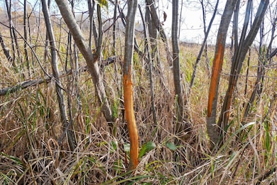 +/-23 Acres Tower Ave, Medford, WI 54451 - photo 3