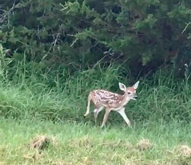 12125 Trailwood, Whitney, TX 76692 - photo 3