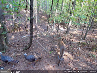 0 Husley Trail, See Remarks, GA 30114 - photo 5