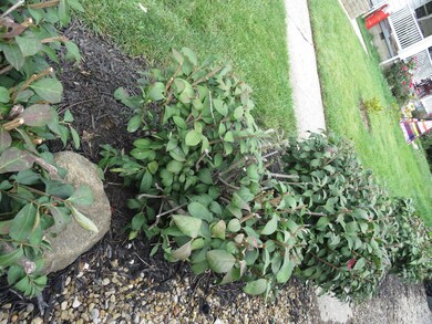 Nice Landscaping