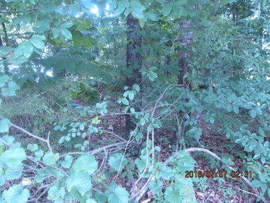 00 Ellis Cir, Chatsworth, GA 30705 - photo 5