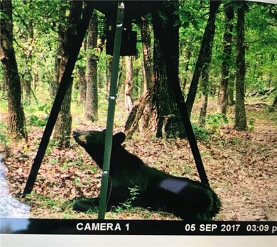 14189 Sugar Mountain Rd, West Fork, AR 72774 - photo 4