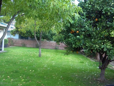 Back yard mini-orchard
