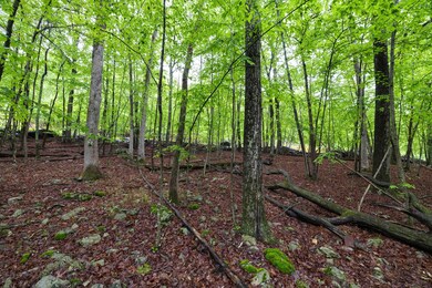 6- Backyard