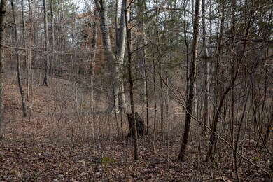 4038 Elihu Cabin Hollow Rd, Somerset, KY 42501 - photo 7