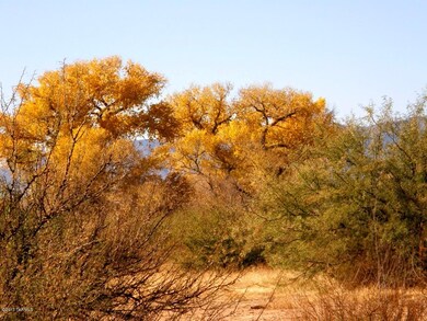 The cottonwood tree in the fall