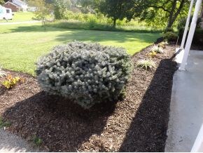 New Mulchsome new landscaping