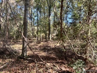 0 County Road 2202, Goshen, AL 36035 - photo 3