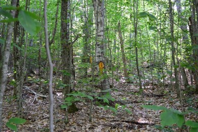 Maine Land for Sale in Frankfort, Maine