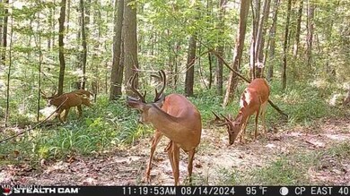 Buck Pics