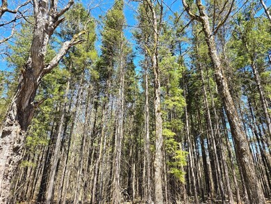 0 Yale Rd unit 73227296, Cummington, MA 01026 - photo 3