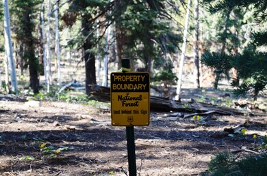 Back up to National Forest