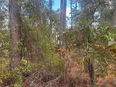 7779 N Cricket Dr, Citrus Springs, FL 34434 - photo 6