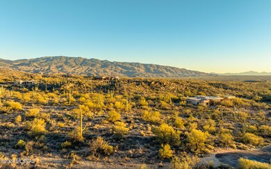 Lush Desert Landscape