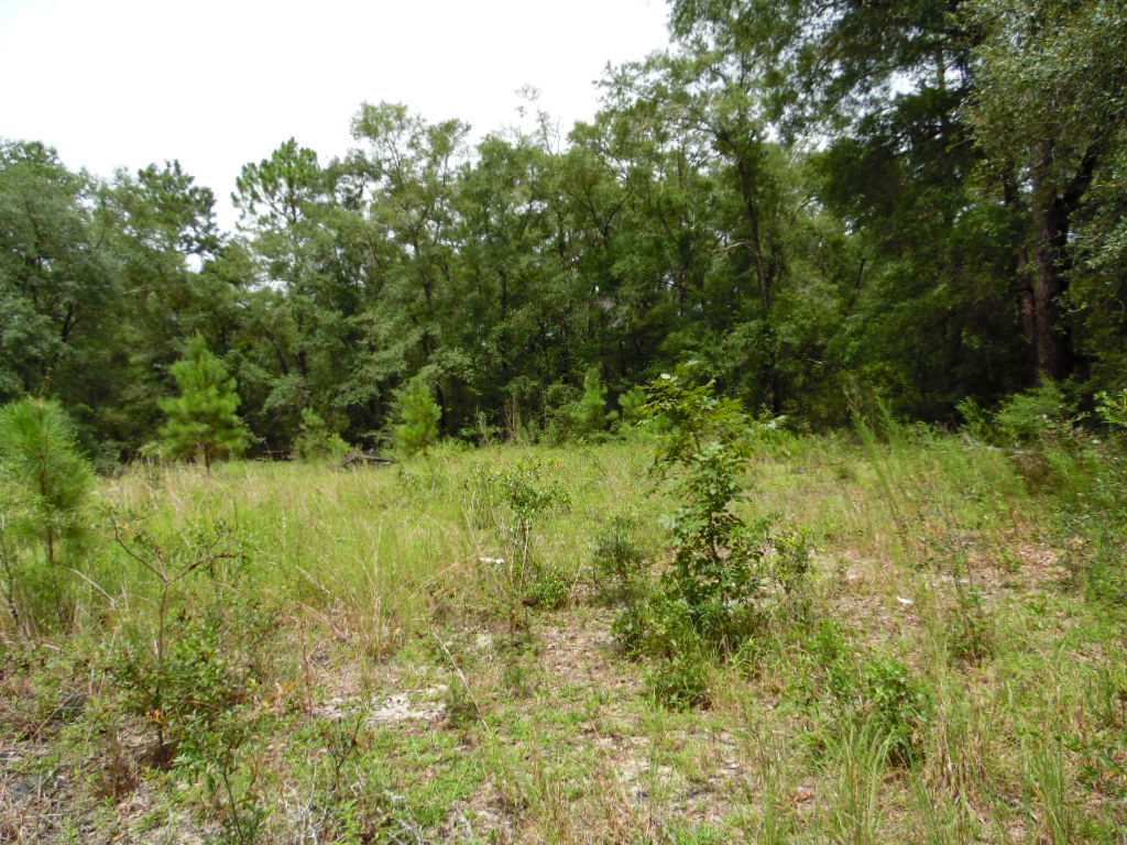 0 Hoot Owl Hollow unit 309105, Crawfordville, FL 32327 - photo 4