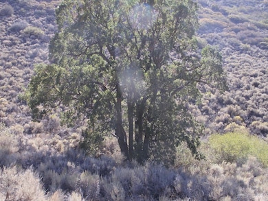 17691 Mountain Climber Way, Tehachapi, CA 93561 - photo 2
