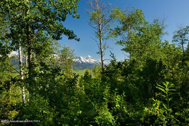 view through trees