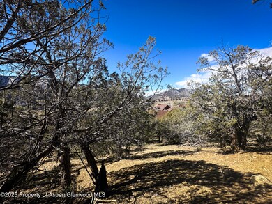 Juniper Trees