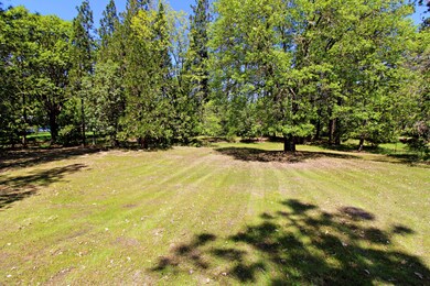 Back field
