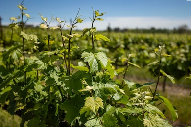 TBD Wilson Hwy, Grandview, WA 98930 - photo 6