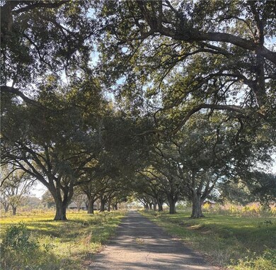 live oak looking at house