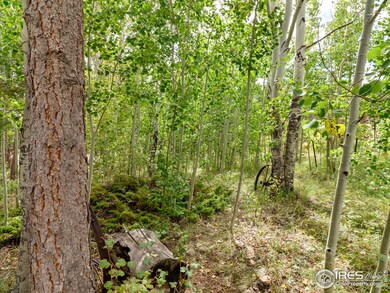 Shimmering aspen grove