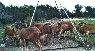 27236 Huff Rd, Terlingua, TX 79852 - photo 4