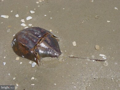 0 Drum Cliffs Rd Raspberry Ln unit MDSM169920, Hollywood, MD 20636 - photo 4