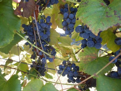 DSCN2335