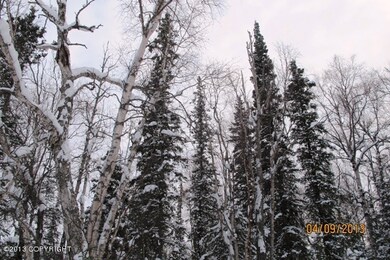 Trees are quite tall here!