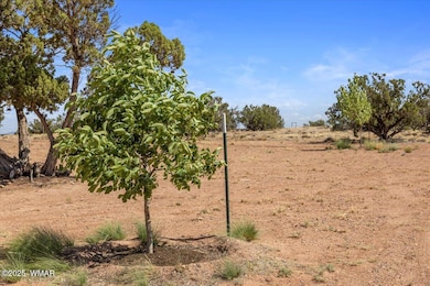 8804 Johnson Hill Trail, Snowflake, AZ 85937 - photo 6