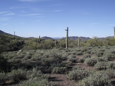 Lush Desert