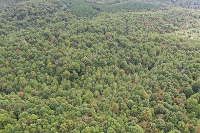 0 Old Hwy 20, Linden, TN 37096 - photo 6