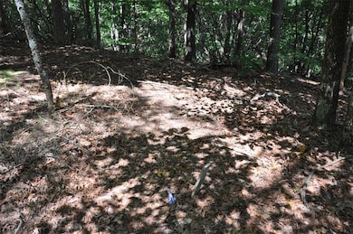 View of tree filled area