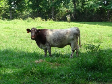 Great pasture for cattle. 
