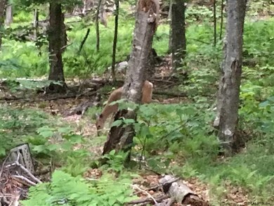 0 Lake Desolation Rd unit 201821397, Middle Grove, NY 12850 - photo 4