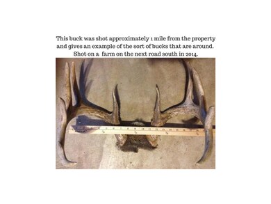 This whitetail buck was shot approximately 1 mile 