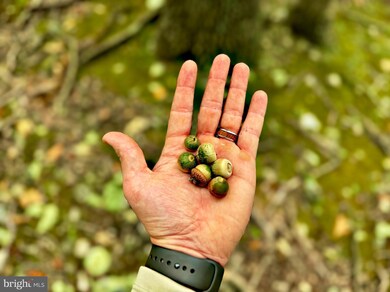 TBD Dumpling Run Rd, Moorefield, WV 26836 - photo 3