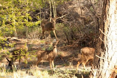 Deer roam the area.