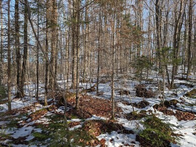 View of local wilderness