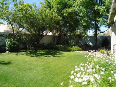 Beatiful Lush Green Backyard