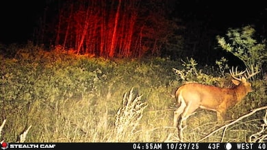 2025102904553301000944_ColorizationType.