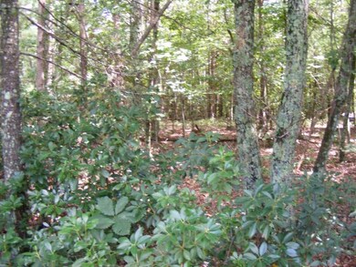 Wooded Lot